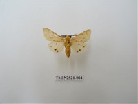 藏品(連星污燈蛾)的圖片